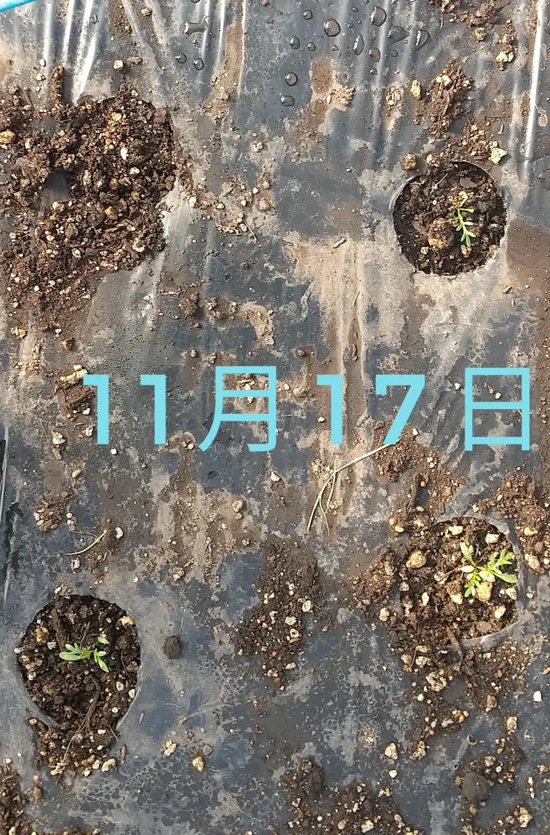マカの栽培｜そだレポ（栽培レポート）byさいこうじ｜みんなの趣味の園芸