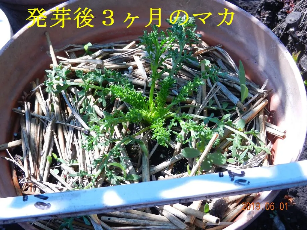 貴重　マカ種子　3万粒　約10a分　栽培マニュアル付 マカの栽培｜そだレポ（栽培レポート）byさいこうじ｜みんなの趣味の園芸