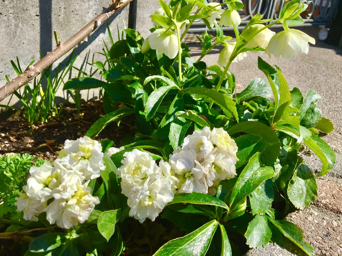 ど根性！！2年目突入のストック＊｜そだレポ（栽培レポート）by