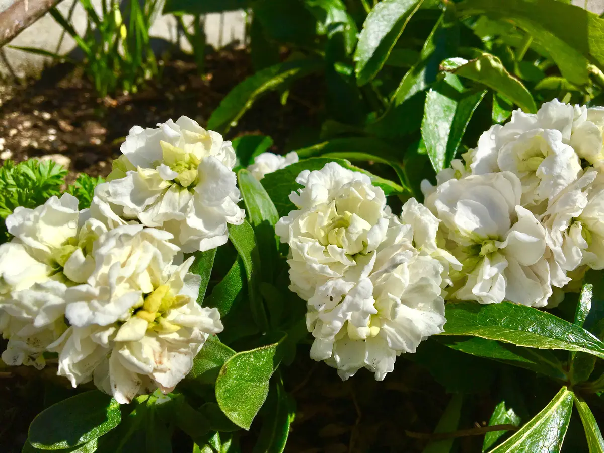 ど根性！！2年目突入のストック＊｜そだレポ（栽培レポート）by