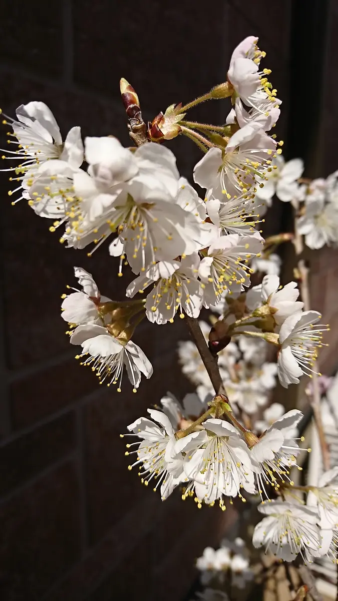 さくらんぼ暖地桜桃• ロング鉢苗木地植え/暖地桜桃地植え さくらんぼ暖地桜桃• ロング鉢苗木地植え/暖地桜桃地植え