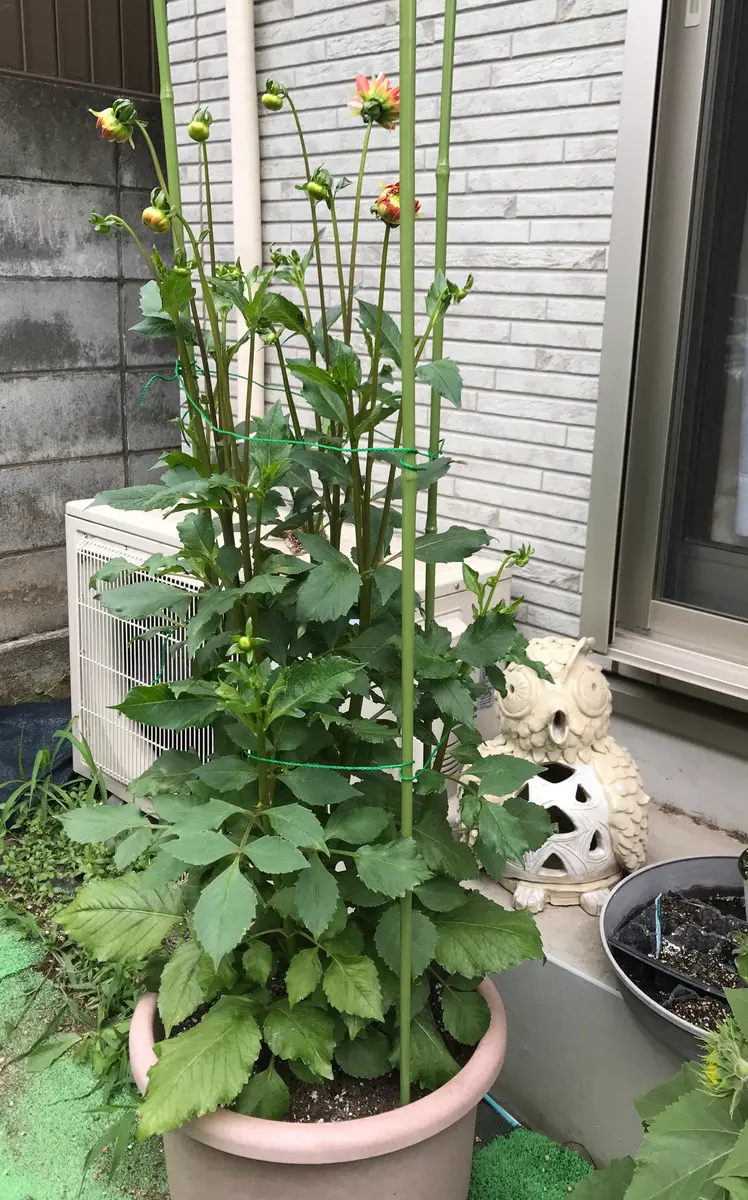 支柱を調達しました。「球根からダリアを次々に咲かせる挑戦」-そだ