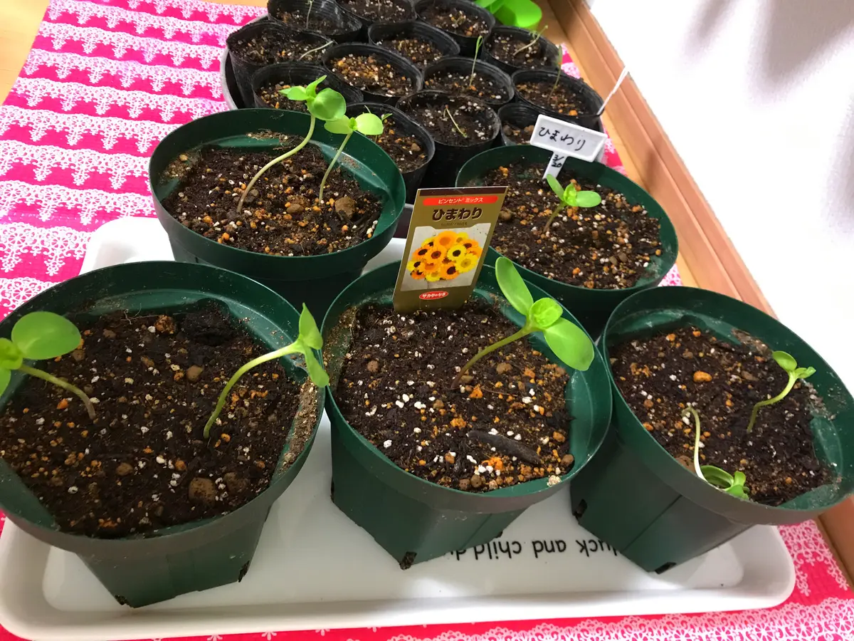 鉢植えひまわりはどこまで大きく育つのか｜そだレポ（栽培レポート）by