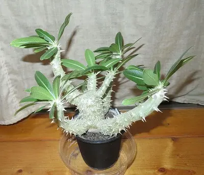 ザ・ファームセレクト]パキポディウム：ホロンベンセ（実生株）3.5号鉢植え の通販 | 園芸ネット