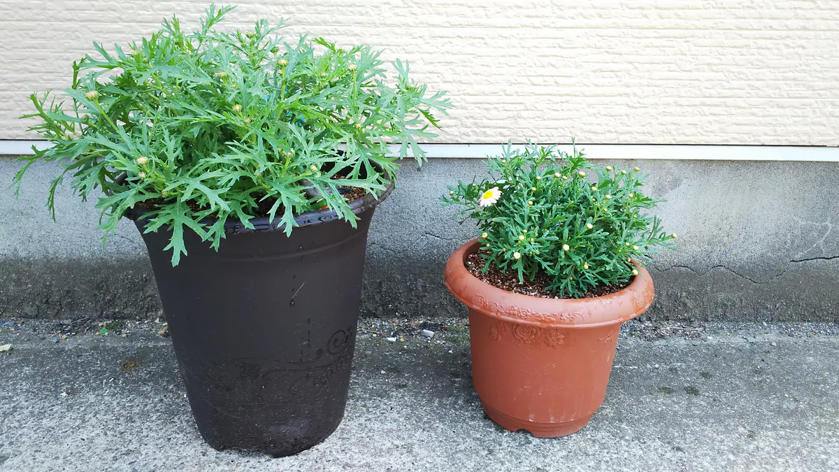 thha__ 植木鉢 pot ザー （h*e様 thha__ 作家鉢 陶器鉢 ザー