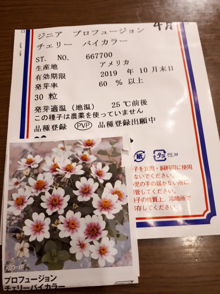 ジニア バイカラー ピンク×ホワイト 【抜き苗】いちごミルクみたいに