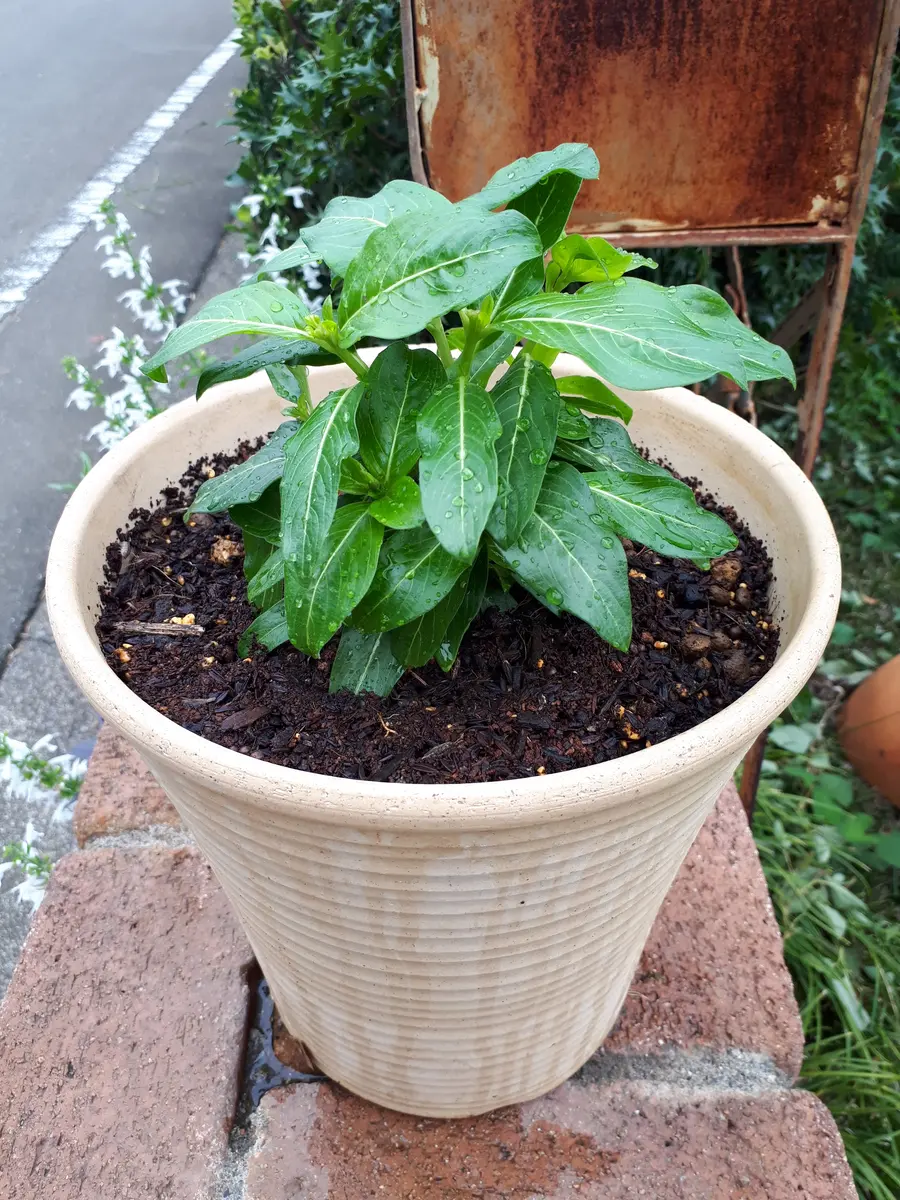 ニチニチソウ🌼タトゥーブラックチェリー🍒を種から満開に咲かせる