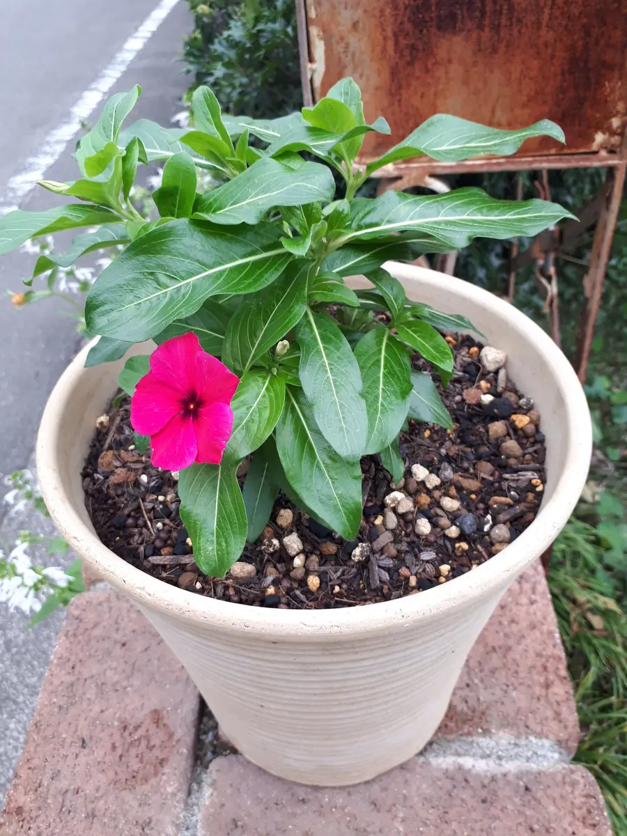 ニチニチソウ🌼タトゥーブラックチェリー🍒を種から満開に咲かせる