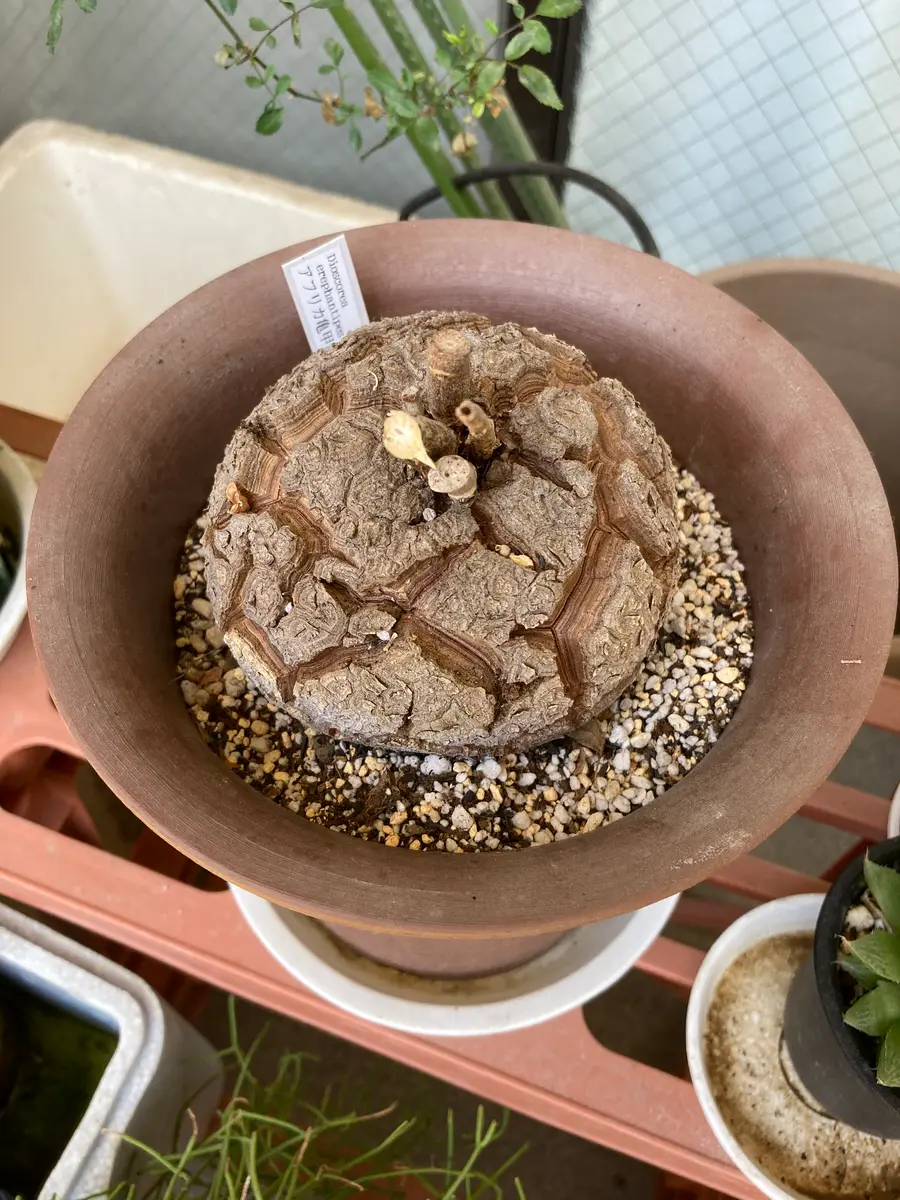 アフリカ亀甲竜2号きれいな亀甲模様ができますように｜そだレポ（栽培