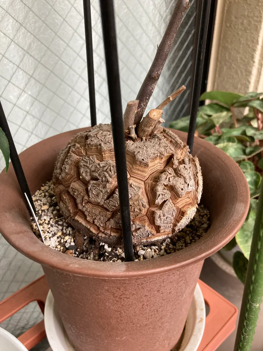 アフリカ亀甲竜　② 楽天市場】コーデックス：アフリカ亀甲竜*塊根幅6.5cm 現品