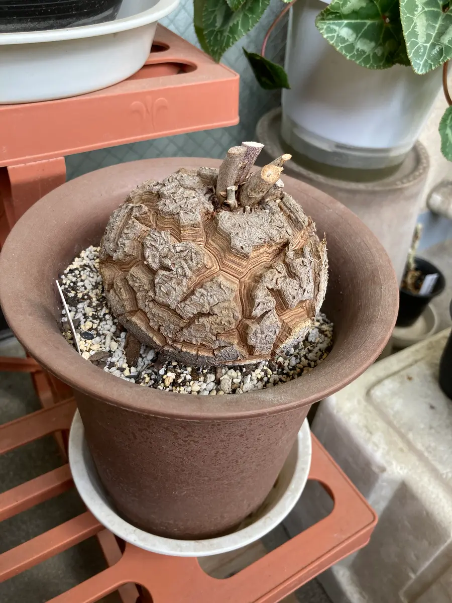 アフリカ亀甲竜　白肌　良型　2 アフリカ亀甲竜2号きれいな亀甲模様ができますように｜そだレポ（栽培