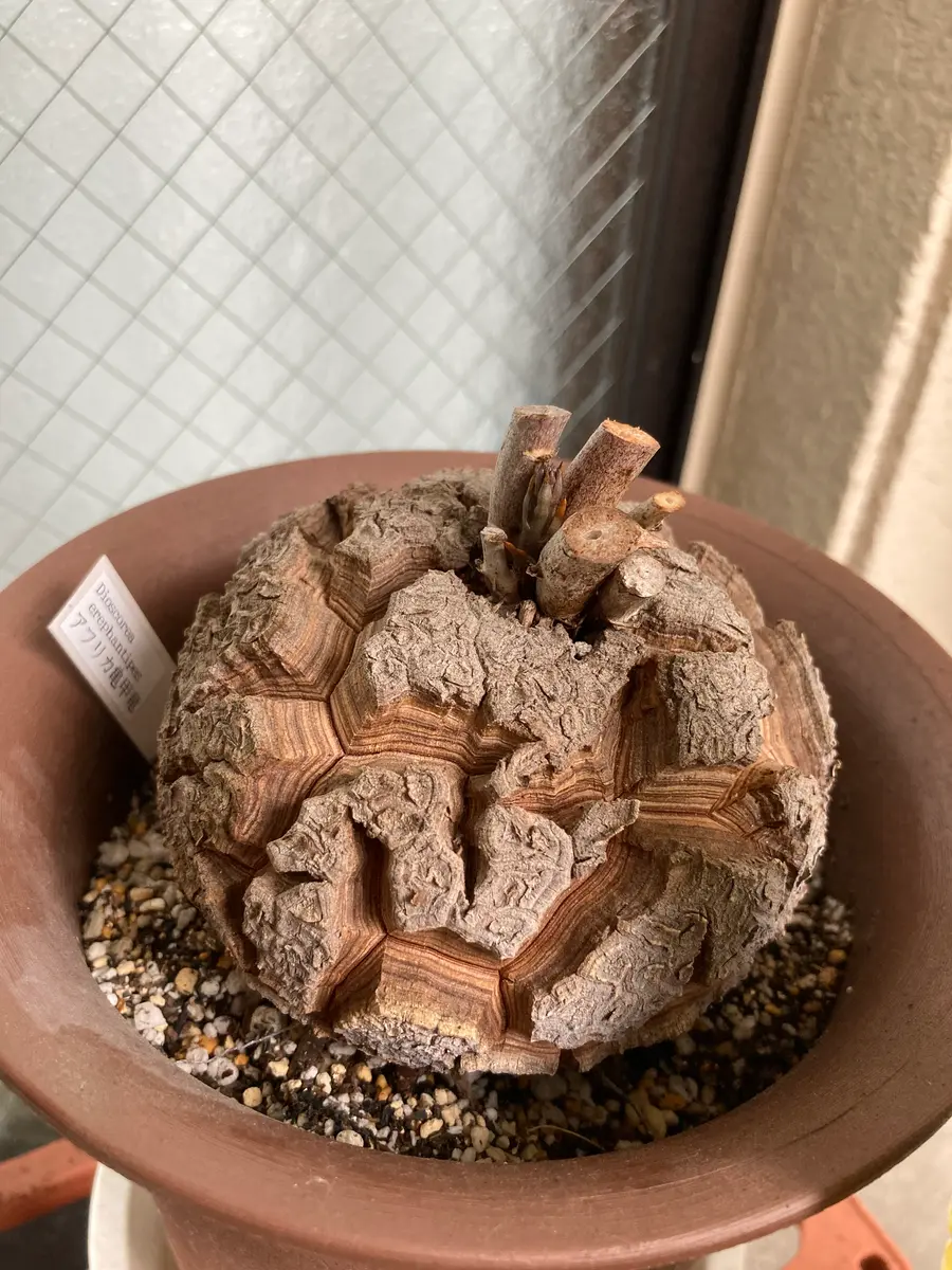 アフリカ亀甲竜2号きれいな亀甲模様ができますように｜そだレポ（栽培