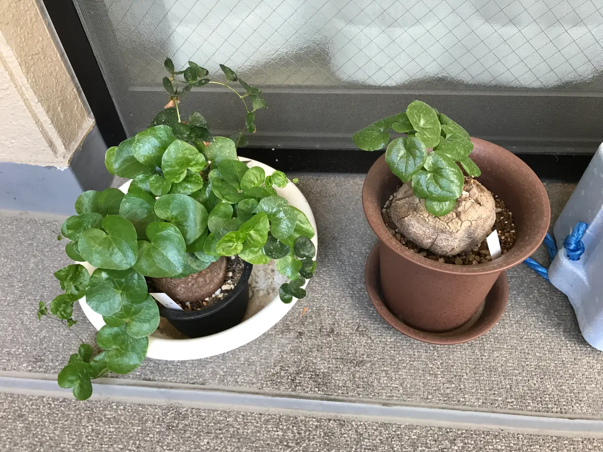 アフリカ亀甲竜2号きれいな亀甲模様ができますように｜そだレポ（栽培