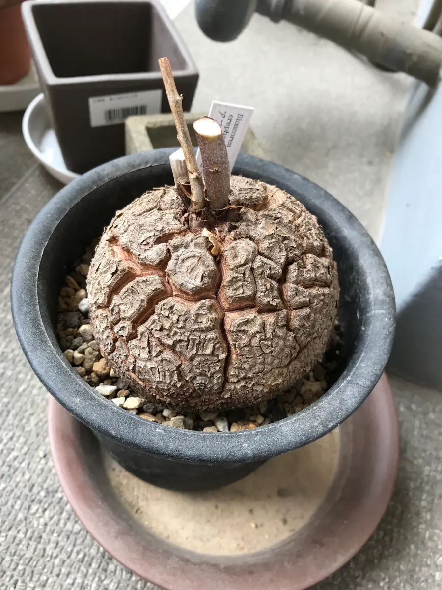 アフリカ亀甲竜2号きれいな亀甲模様ができますように｜そだレポ（栽培