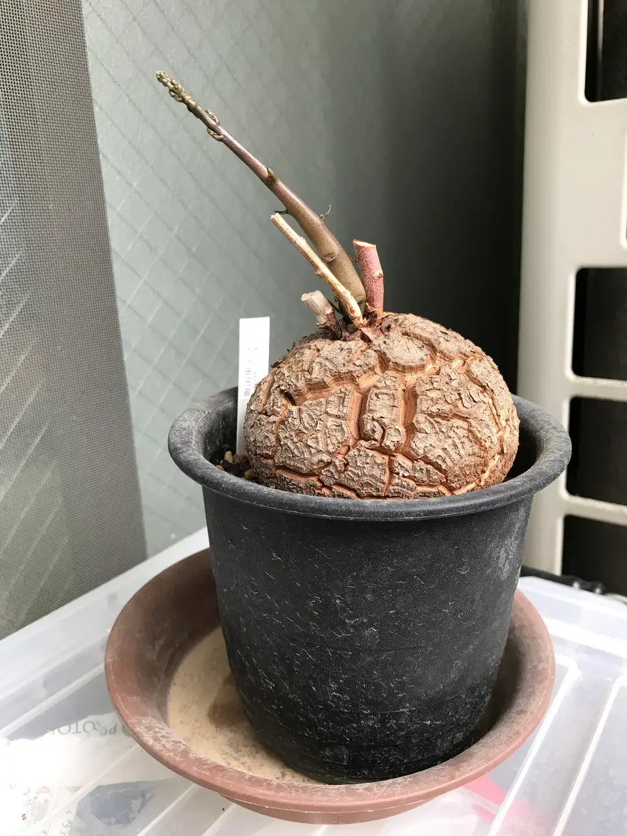 アフリカ亀甲竜2号きれいな亀甲模様ができますように｜そだレポ（栽培