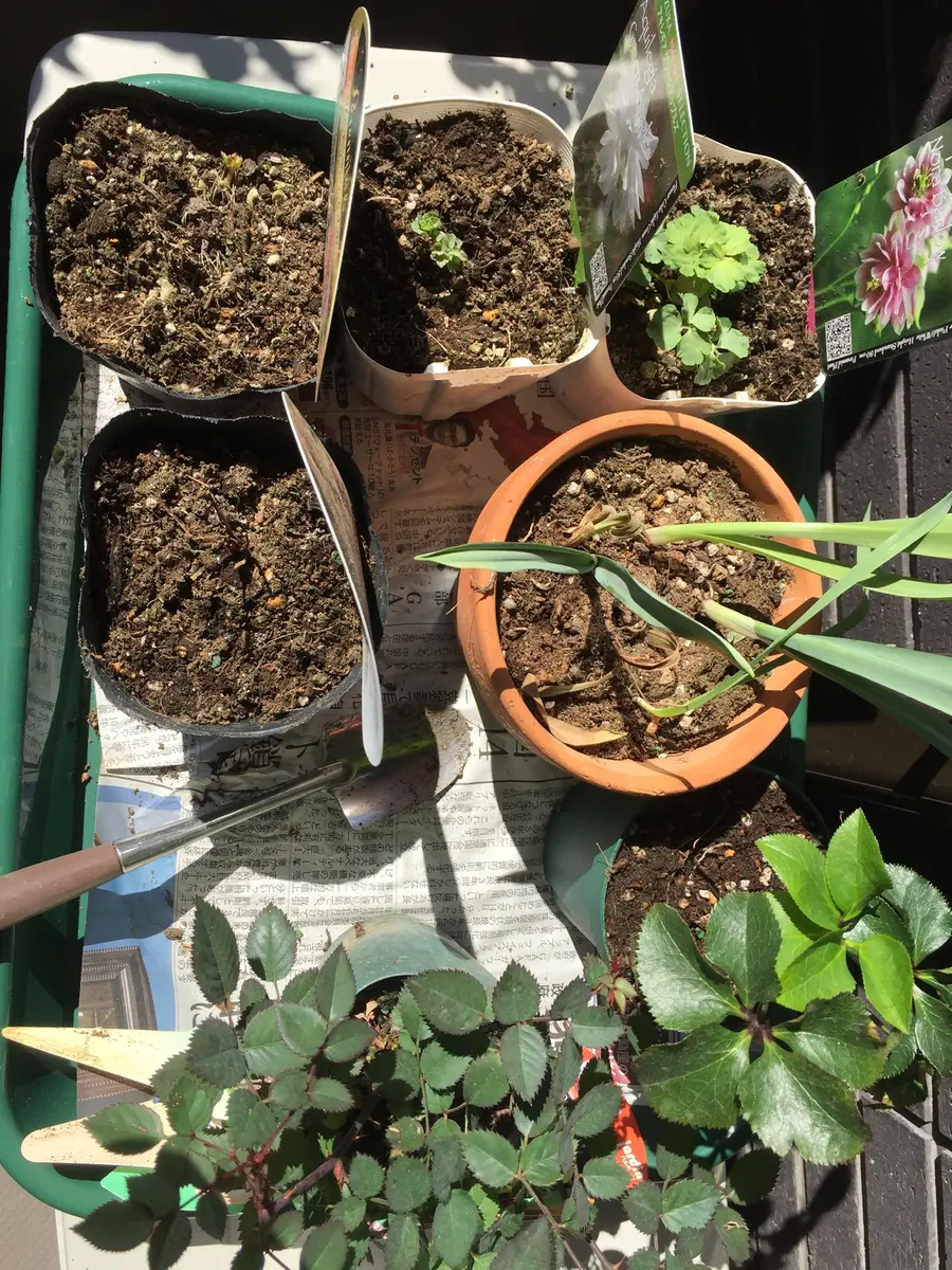 初めてのオダマキ'グリーンアップルズ'をたくさん咲かせる