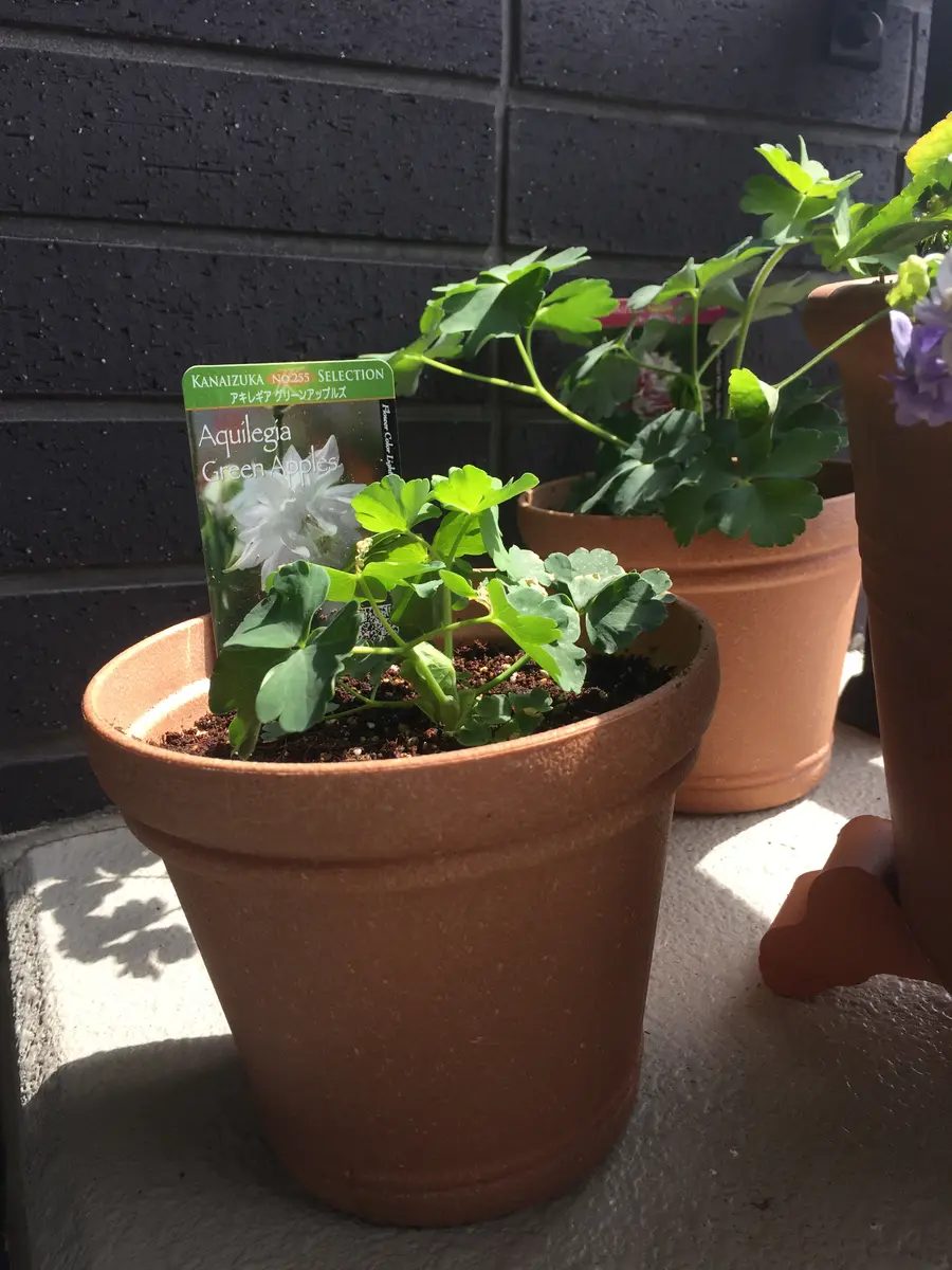 初めてのオダマキ'グリーンアップルズ'をたくさん咲かせる
