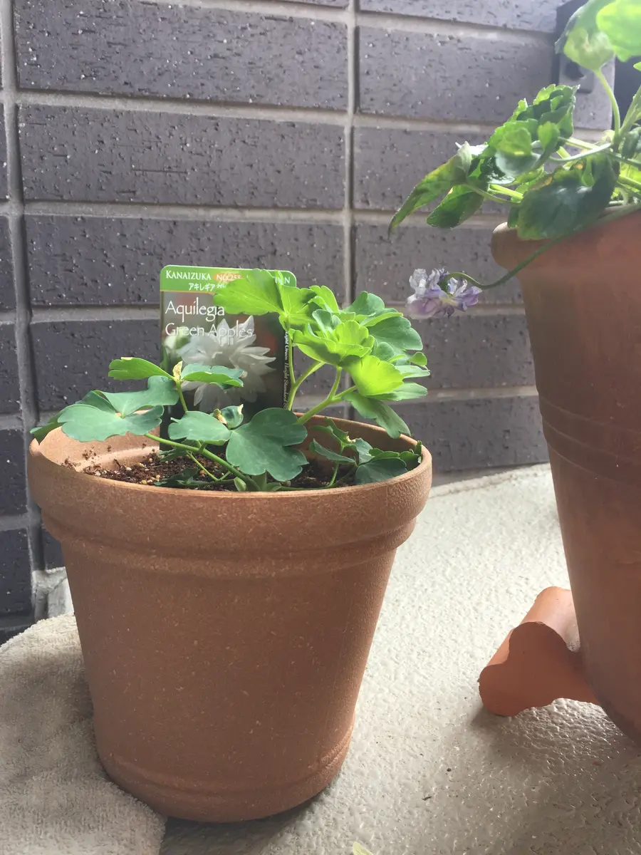 初めてのオダマキ'グリーンアップルズ'をたくさん咲かせる