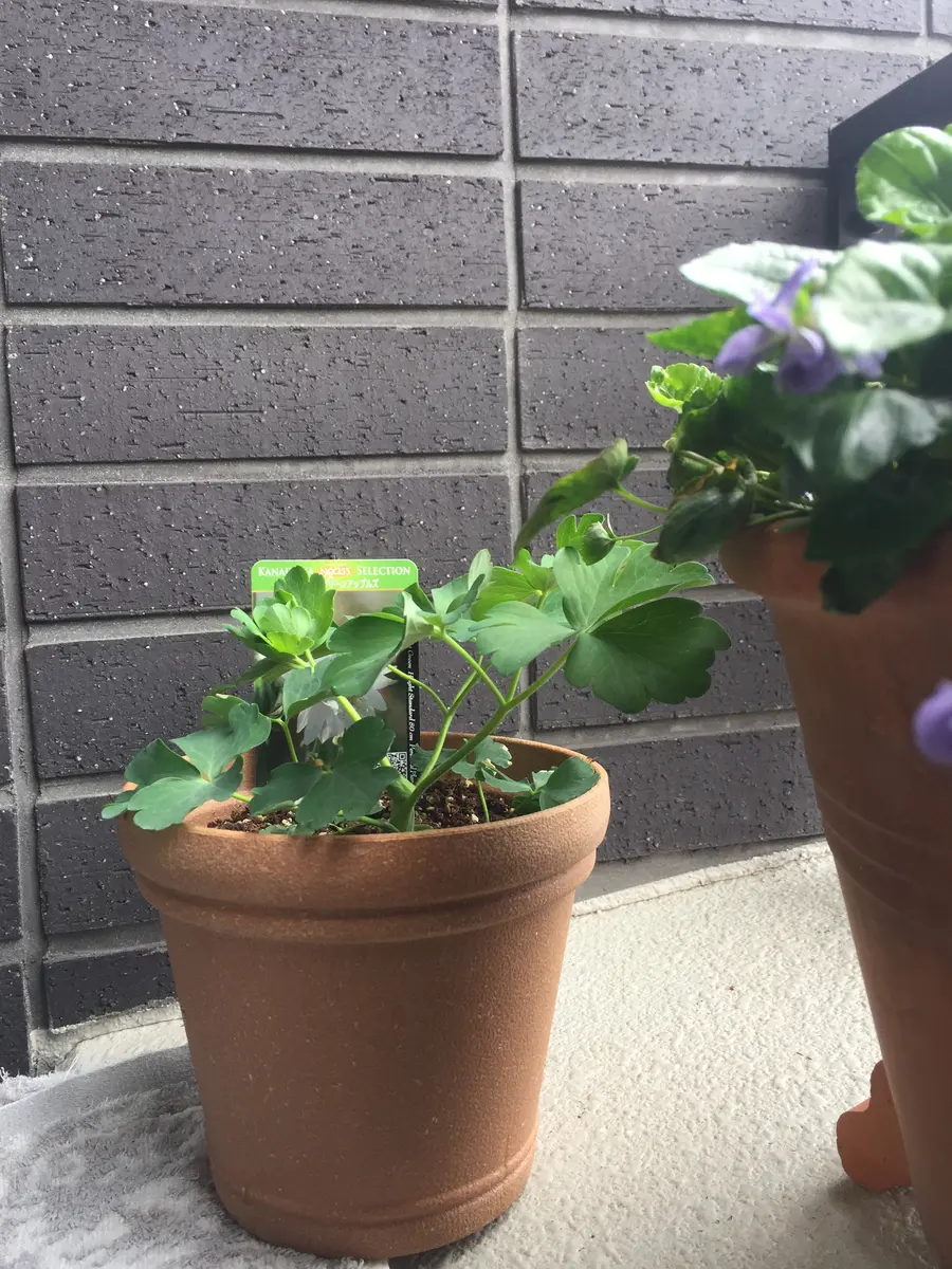 初めてのオダマキ'グリーンアップルズ'をたくさん咲かせる