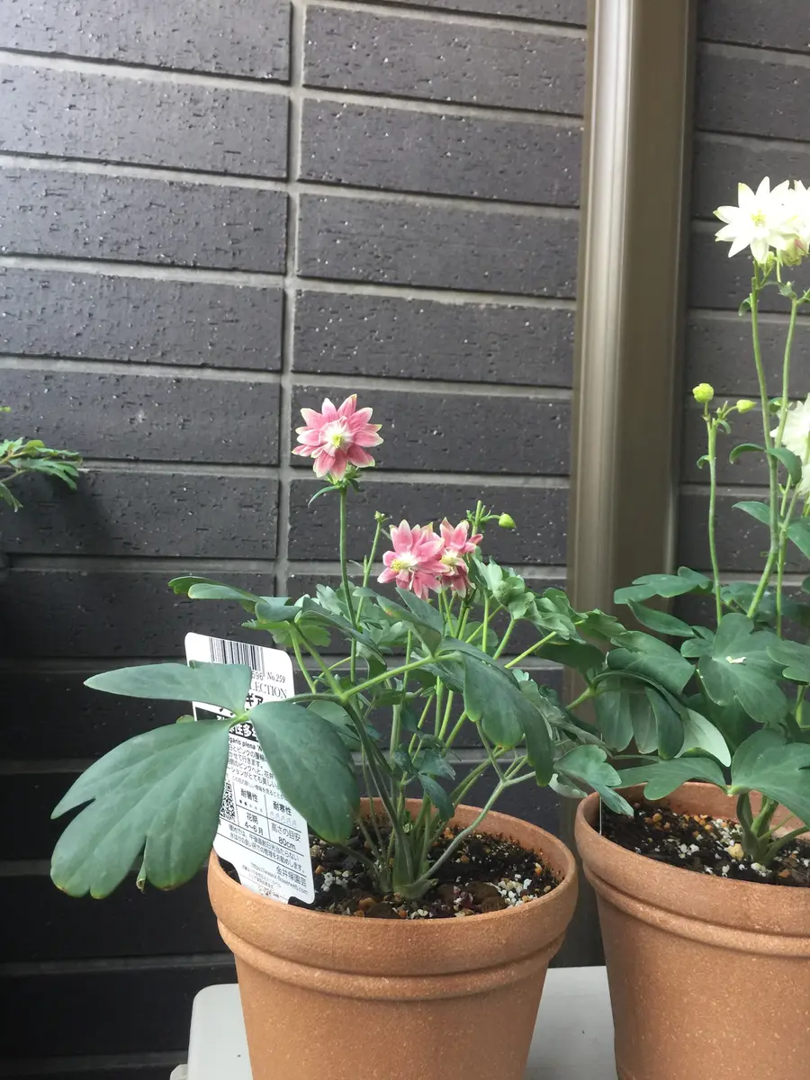 初めてのオダマキ'ノラバロー'をたくさん咲かせるチャレンジ♪｜そだ