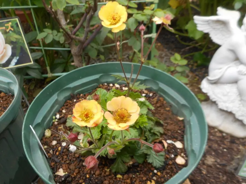 初めて育てるゲイム テキーラサンライズ。｜そだレポ（栽培レポート