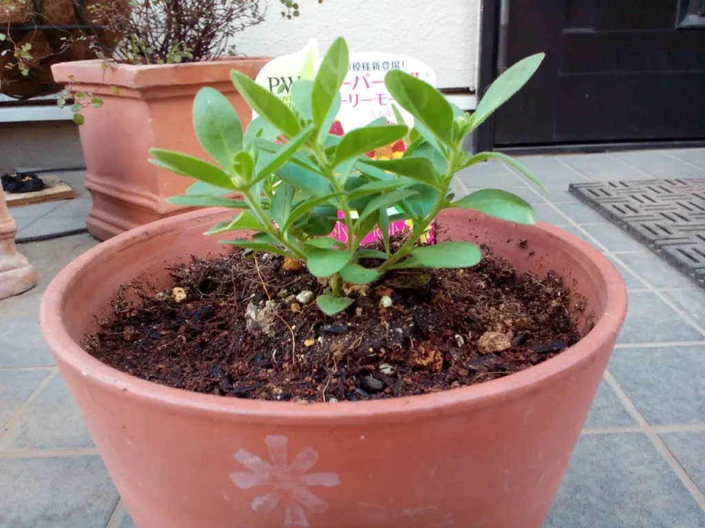 ホーリーモーリーを大きく育てる｜そだレポ（栽培レポート）byポッテン