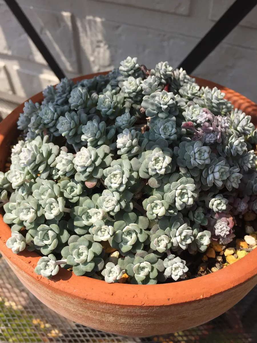 多肉植物  白雪ミセバヤ_(^O^) 多肉植物 白雪ミセバヤ_(^O^) 白雪ミセバヤ | 多肉植物図鑑 | みんなで多肉