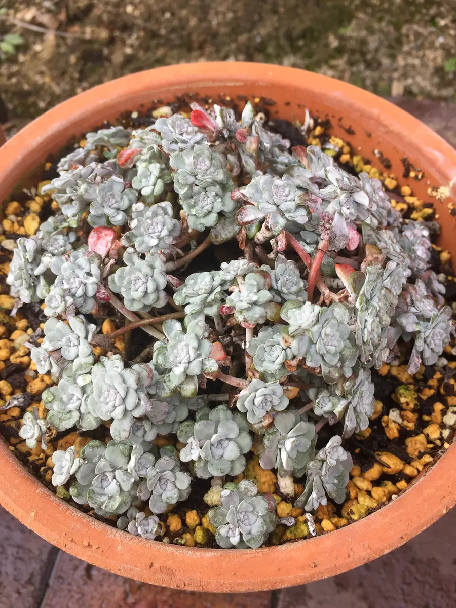 白雪ミセバヤの観察日記｜そだレポ（栽培レポート）byかりぷり