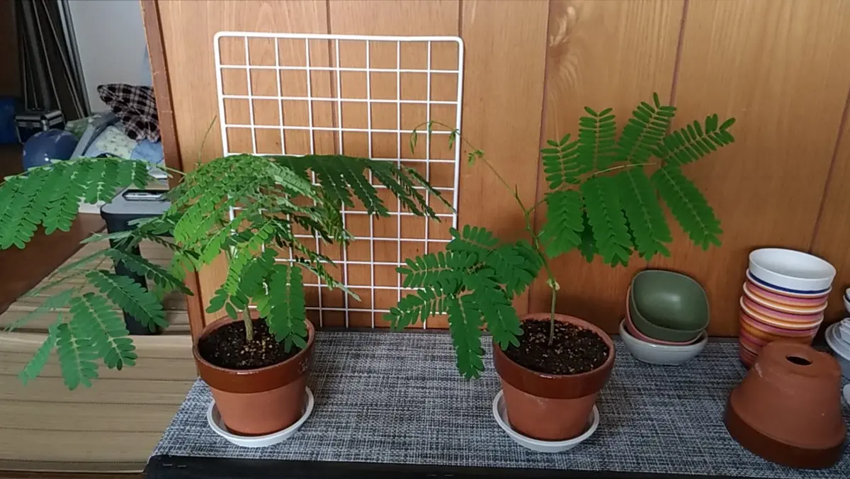 レポ終了】鳳凰木実生#1｜そだレポ（栽培レポート