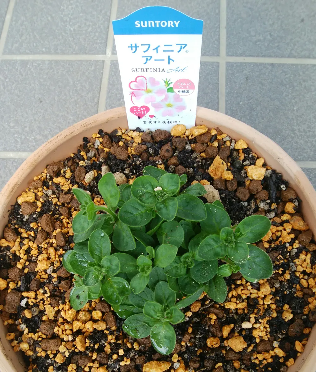 サフィニア ももいろハート 苗3800円 サフィニアアート 花苗