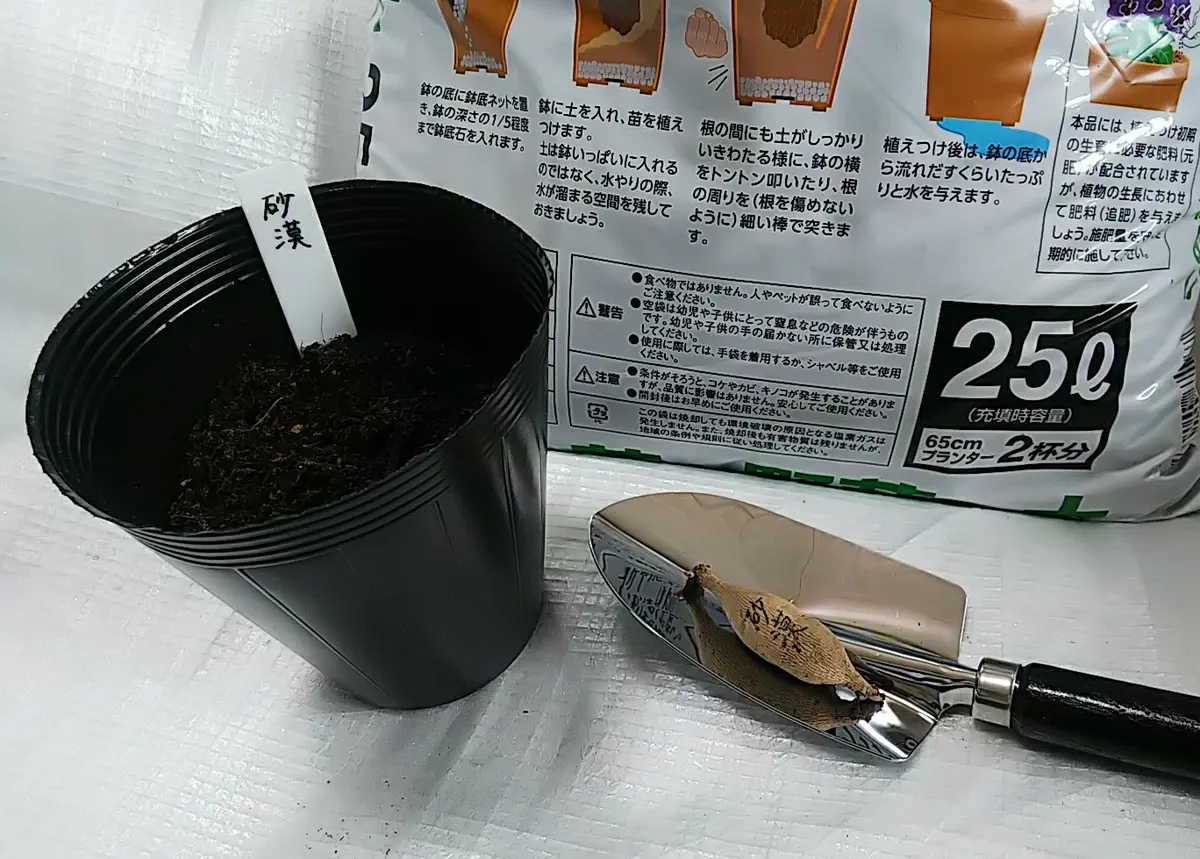ダリアの砂漠を鉢植えでチャレンジ｜そだレポ（栽培レポート）byエビコ