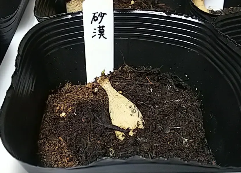 ダリアの砂漠を鉢植えでチャレンジ｜そだレポ（栽培レポート）byエビコ