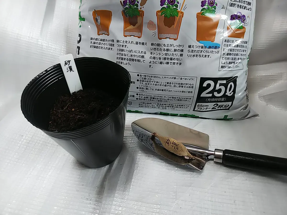 ダリアの砂漠を鉢植えでチャレンジ｜そだレポ（栽培レポート）byエビコ