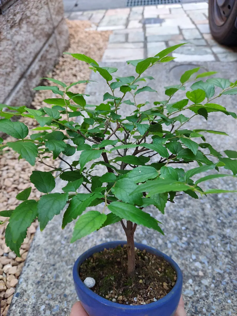 エノキ盆栽化計画｜そだレポ（栽培レポート）byさいぞう｜みんなの趣味