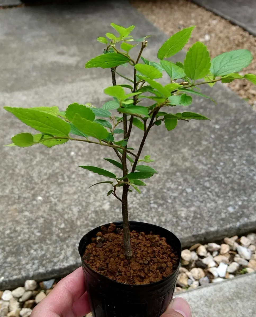 エノキ盆栽化計画｜そだレポ（栽培レポート）byさいぞう｜みんなの趣味