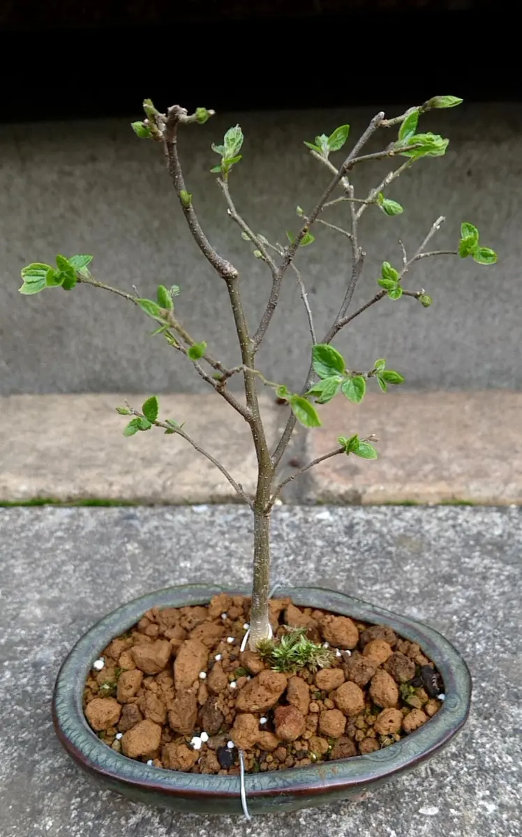 三河盆栽 エノキ 盆栽 エノキ（榎） – 盆栽妙 本店