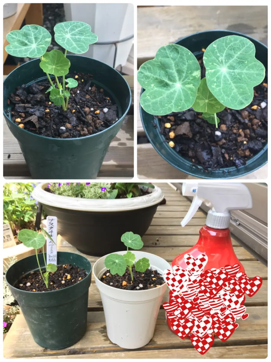 楽天市場】花木 マルバクチナシ 1鉢 5号【お届け中】Gardenia