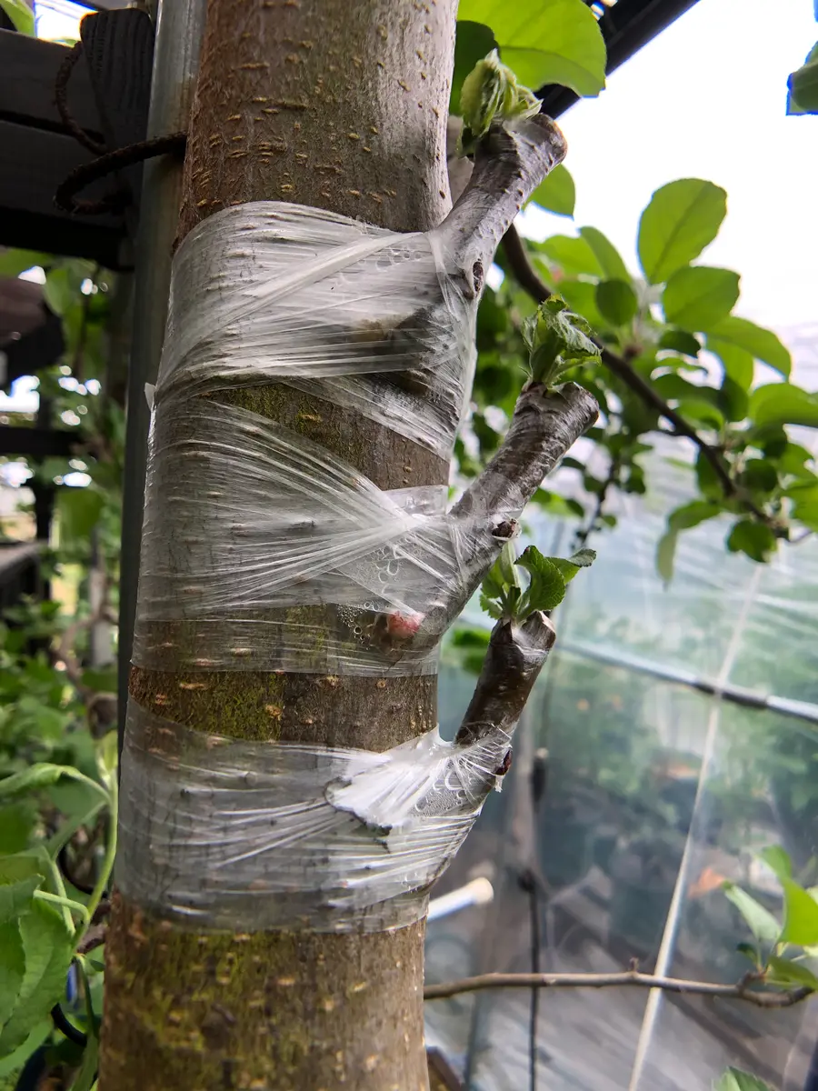 オーダーページ ①リンゴ 果樹の枝各種、挿し穂、接ぎ穂(挿し木