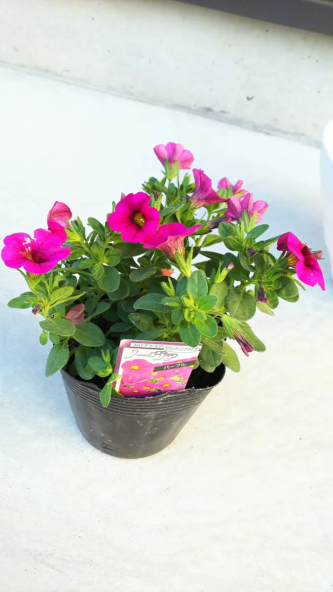 カリブラコア カリブラコア セレブレーション ラベル付 混色mix 花苗 ×6 現品 - メルカリ