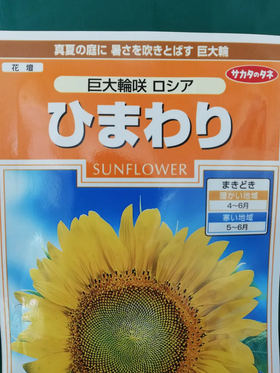 大輪、大ひまわりの強化種、大量千粒＋プティ粗品＋全国匿名送料無料、同梱可能です☘ 巨大輪咲きひまわり「ロシア」をでっかく咲かせたい｜そだレポ（栽培