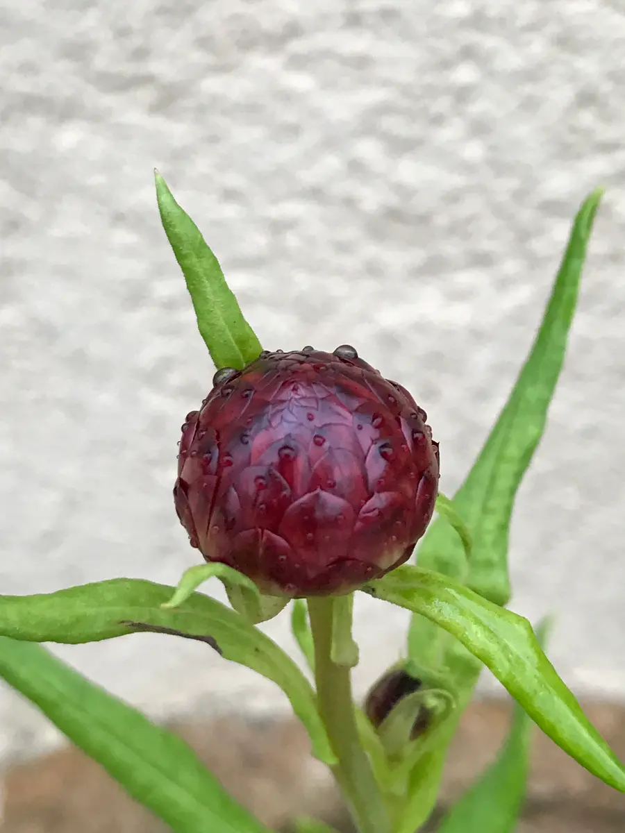 ヘリクリサム（帝王貝細工）種まきからドライフラワーまで｜そだレポ