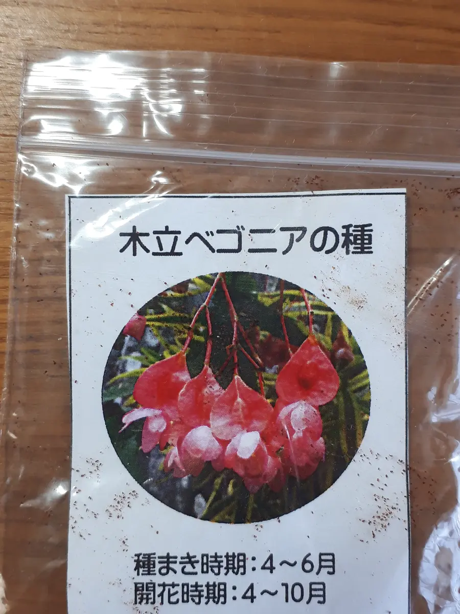 野生ベゴニアの栽培と鑑賞（中国語・英語） 野生ベゴニアの栽培と鑑賞（中国語・英語） 野生ベゴニアの栽培