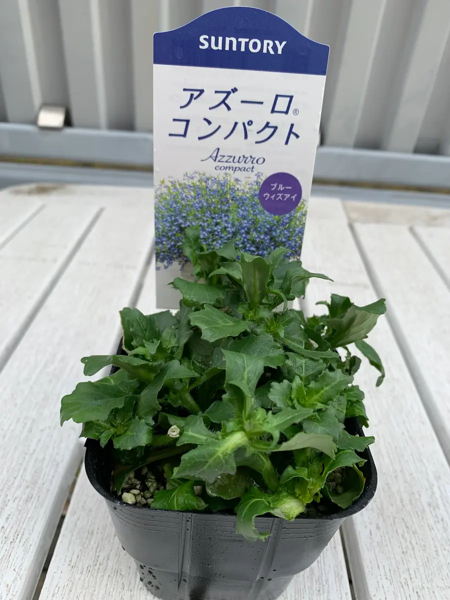 初めてのアズーロコンパクトふわふわドームに咲かせたい｜そだレポ