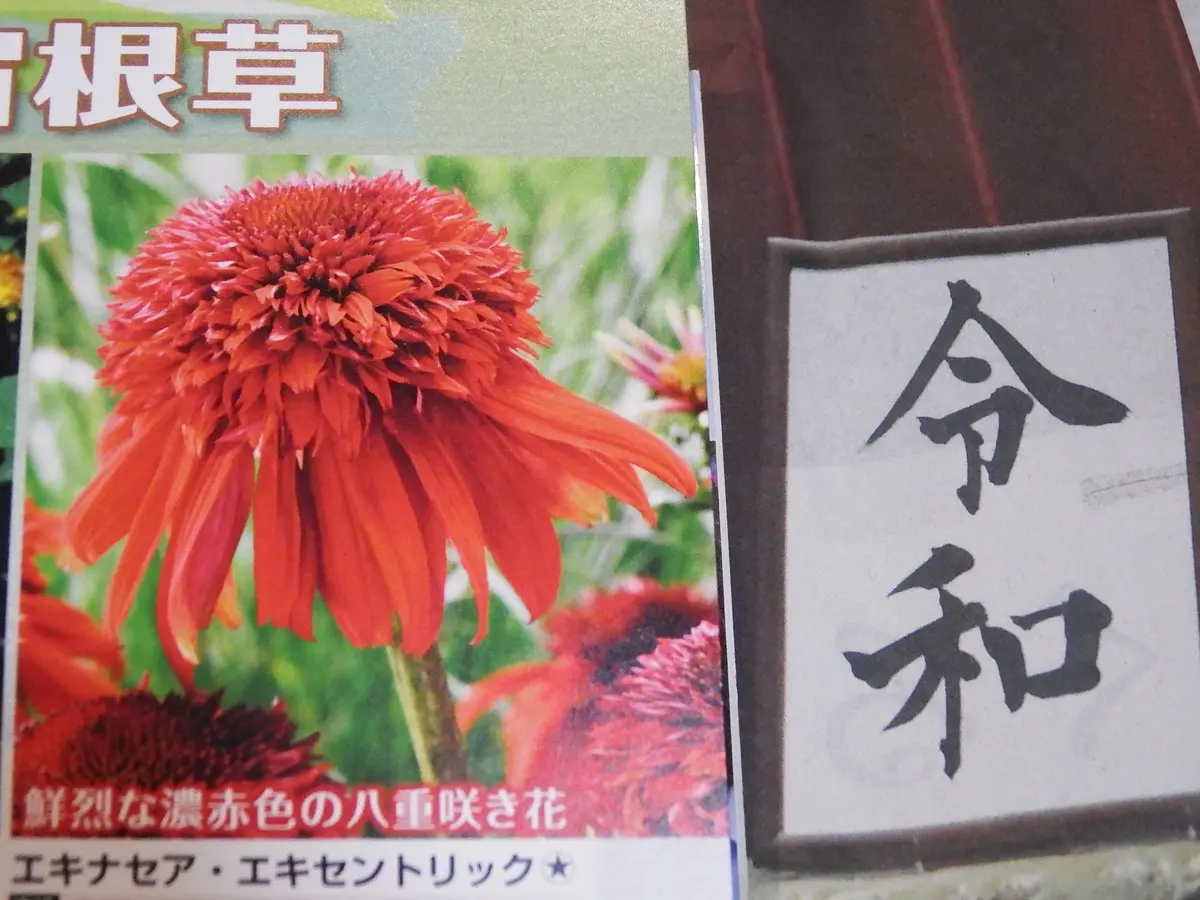 この夏にエキナセア・エキセントリックの真っ赤な花を咲かせたい｜そだ