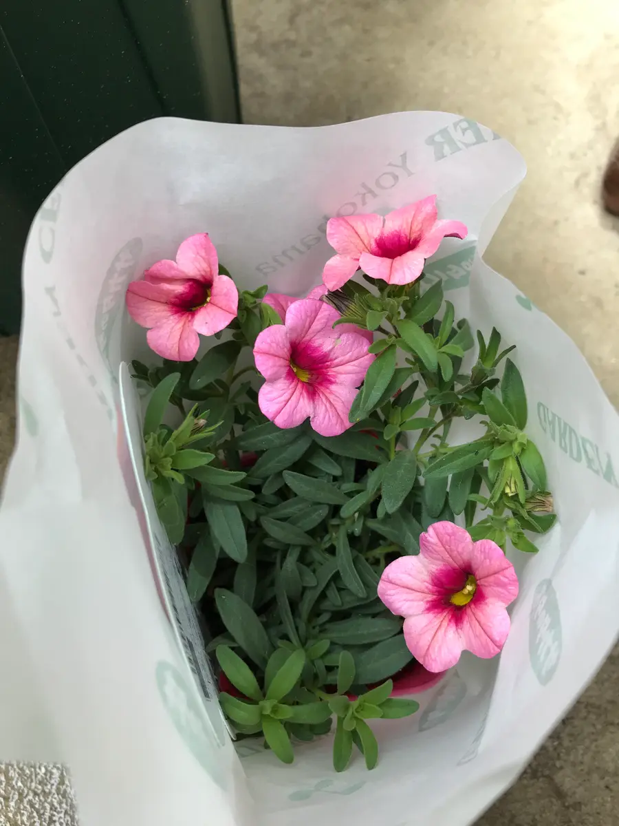 カリブラコアラズベリー色を鉢いっぱいに(^^)｜そだレポ（栽培レポート