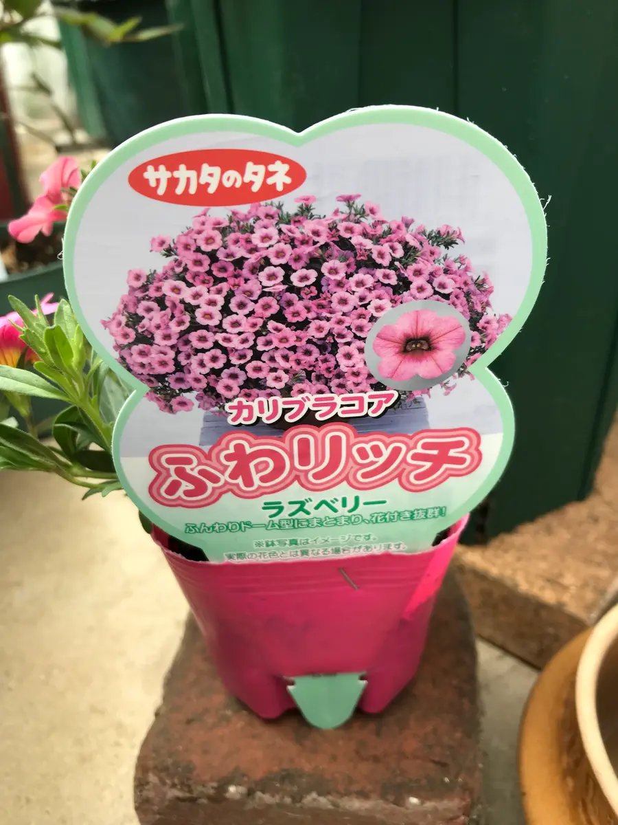 カリブラコアラズベリー色を鉢いっぱいに(^^)｜そだレポ（栽培レポート