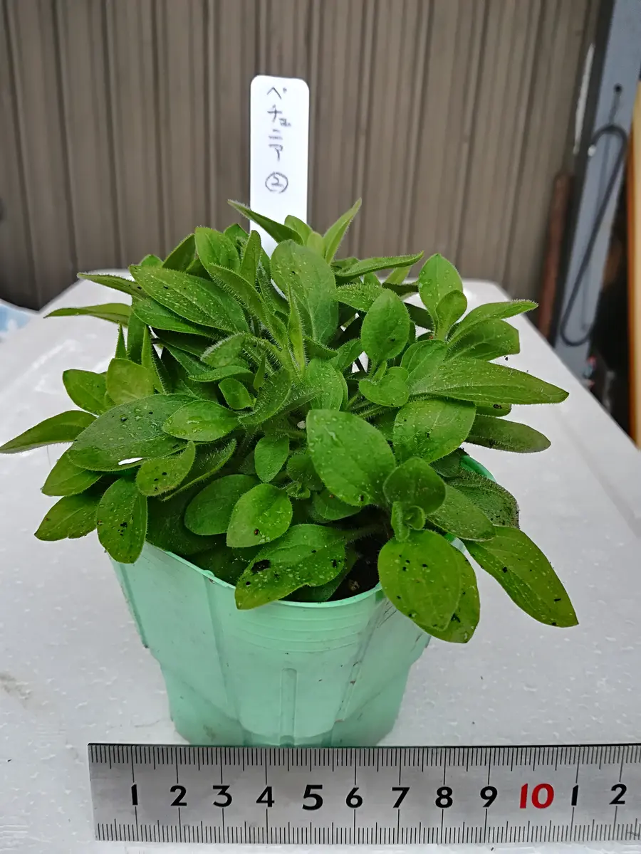 ペチュニア、花いっぱいをめざして｜そだレポ（栽培レポート）byれんげ