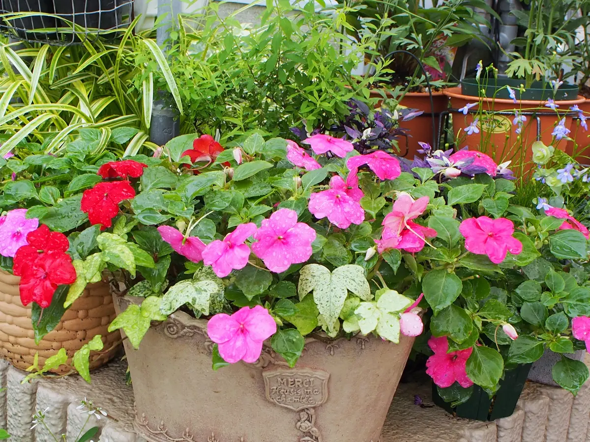 ピンクの八重咲インパチェンス 種蒔きからだと沢山見れるかな~｜そだ