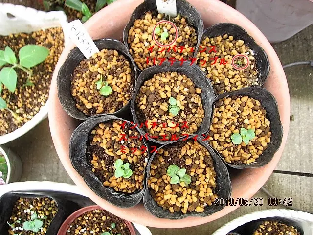 ピンクの八重咲インパチェンス 種蒔きからだと沢山見れるかな~｜そだ