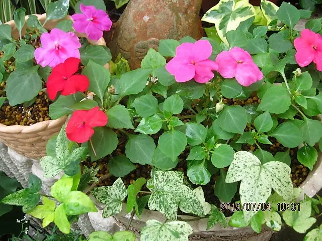 ピンクの八重咲インパチェンス 種蒔きからだと沢山見れるかな~｜そだ